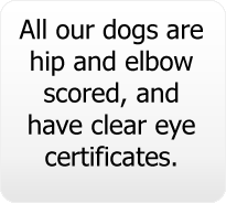 All our Dogs