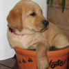 Molly in Water Bowl