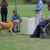 Therapy Dog