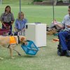 Therapy Dog