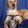 Therapy Dog